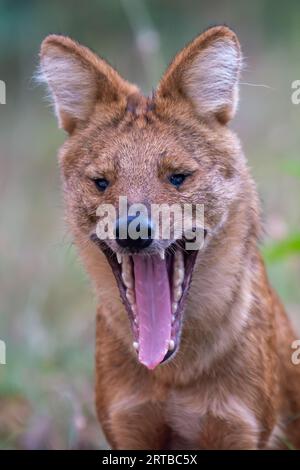 Wildhundjagd - Bandipur, Karnataka, Indien Stockfoto