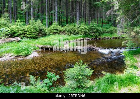 Großer Deffernik im Nadelwald bei Bayerisch Eisenstein im Bayerischen Wald in Niederbayern Stockfoto