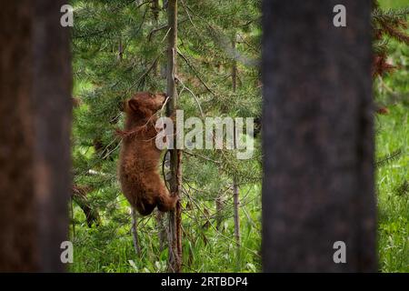 Schwarzbärenjungen, Ursus americanus, Yellowstone National Park, Wyoming, Vereinigte Staaten von Amerika Stockfoto