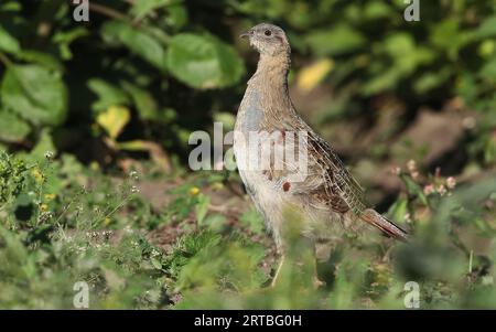 Grauer Rebhühner (Perdix perdix), junger Rüde, Seitenansicht, Niederlande, Nordholland Stockfoto