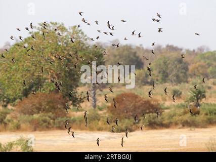 Pratincole mit Kragen, Pratincole mit Kragen, Pratincole mit Rotflügeln (Glareola pratincola), riesige Herde im Flug, Gambia Stockfoto