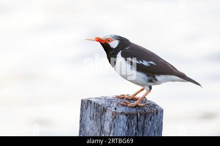 Asiatischer Rattenstern, Rattenmayna (Sturnus contra, Gracupica contra), auf einem Holzmast, Thailand Stockfoto