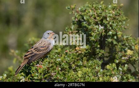 Cretzschmar-Bunting (Emberiza caesia), erwachsener Rüde, Griechenland Stockfoto