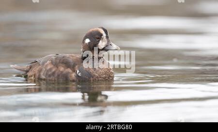 harlequinente (Histrionicus histrionicus), Erwachsene schwimmende Frau, USA Stockfoto