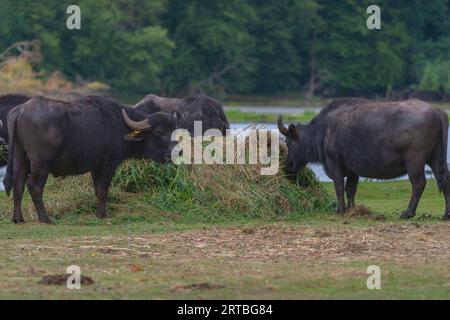 Asiatische Wasserbüffel, Anoas (Bubalus spec.), Wasserbüffel in der Teichlausitz mit Heu ernähren, Deutschland, Sachsen, Lausitz Stockfoto