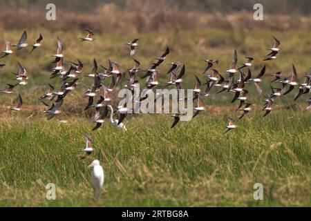 Pratincole mit Kragen, Pratincole mit Kragen, Pratincole mit Rotflügeln (Glareola pratincola), riesige Herde im Flug, Abschnitt, Gambia Stockfoto