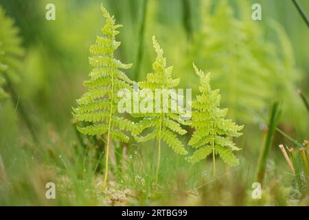 sumpf-Farn, östlicher Sumpf-Farn (Thelypteris palustris), Fronds, Niederlande, Frisia Stockfoto