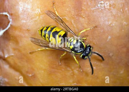 Gemeine Wespe (Vespula vulgaris, Paravespula vulgaris), Draufsicht, Deutschland Stockfoto