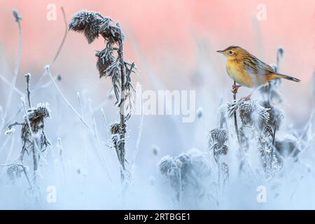 zitting Cisticola, gestreifter Fantail Warbler (Cisticola juncidis), auf einem eisigen Busch, Seitenansicht, Italien, Toskana Stockfoto