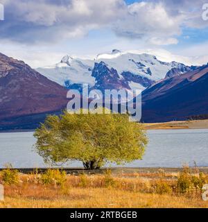 Markanter grüner Baum am Ufer des Lago Argentino vor den markanten Schneebergen der Anden, Argentiniens, Patagoniens, Südamerikas Stockfoto