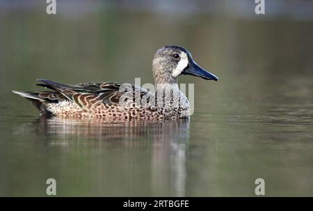 Blaues Türkis (Anas discors, Spatula discors), zweites Kalenderjahr männlich auf Wasser, USA Stockfoto