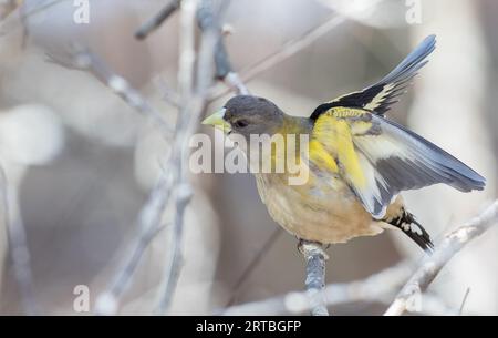 Abendgrosbeak (Hesperiphona vespertina, Coccothraustes vespertinus), weiblich auf einem Zweig sitzend, Kanada, Ontario, Algonquin Provincial Park Stockfoto