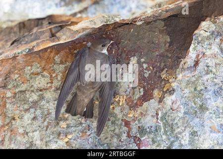 Crag martin (Ptyonoprogne rupestris, Hirundo rupestris), sitzt an einer Felswand, Spanien, Extremadura, Monfrague Nationalpark Stockfoto