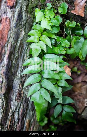 Asiatischer Netvein Hollyfern, asiatischer Netvein Holly Farn, Fortune's Holly Fern (Cyrtomium fortunei), Fronds, Niederlande, Südholland Stockfoto