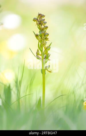 Froschorchidee (Coeloglossum viride, Dactylorhiza viridis), Blooming, Schweiz, Wallis Stockfoto