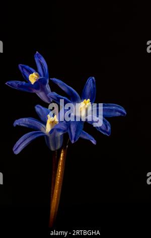 Weniger glorreicher Schnee (Chionodoxa sardensis, Scilla sardensis), Blumen vor schwarzem Hintergrund Stockfoto