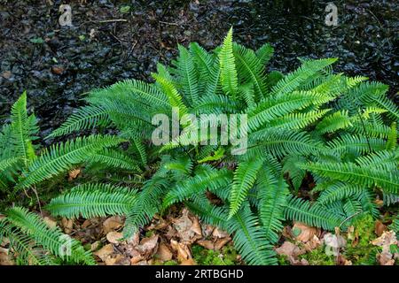 Hartfarn, Hirschfarn (Blechnum spicant, Struthiopteris spicant), Habit, Niederlande, Drente Stockfoto