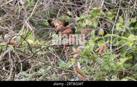 Kastanienmunia (Lonchura atricapilla), auf einem Zweig, USA Stockfoto