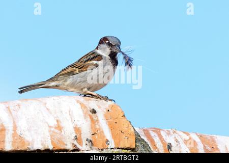 Hausspatzen (Passer domesticus), männlich auf einem Dach sitzend mit Feder im Schnabel, Spanien, Extremadura, La Serena Stockfoto