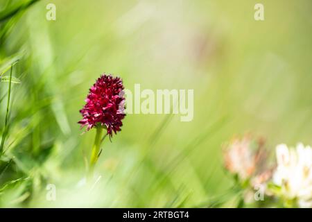 Banane (Nigritella rhellicani, Nigritella nigra ssp. Rhellicani, Gymnadenia rhellicani), blühend auf einer Wiese, Schweiz, Wallis Stockfoto