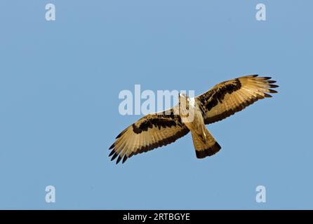 Afrikanischer Falkenadler (Hieraaetus spilogaster, Aquila spilogaster), im Flug, Blick von unten, Gambia Stockfoto