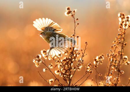 zitting Cisticola, gestreifter Fantail-Spießer (Cisticola juncidis), im Flug vor getrockneten Pflanzen, Seitenansicht, Italien, Toskana Stockfoto