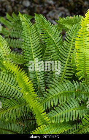 Hartfarn, Hirschfarn (Blechnum spicant, Struthiopteris spicant), Blätter, Niederlande, Drente Stockfoto