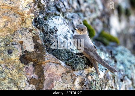 Crag martin (Ptyonoprogne rupestris, Hirundo rupestris), sitzt an einer Felswand, Spanien, Extremadura, Monfrague Nationalpark Stockfoto