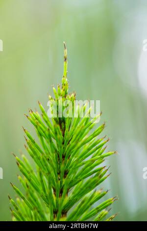 Großer Schachtelhalm, nördlicher Riesenschachtelhalm (Equisetum telmateia, Equisetum telmateja, Equisetum Maximum), Stamm, Niederlande, Frisia Stockfoto