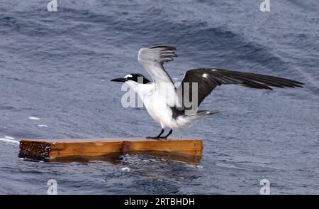 Zämmerseeschwalbe (Sterna anaethetus melanopterus, Onychoprion anaethetus melanopterus), im Herbst erwachsen auf Treibholz im Westatlantik, Stockfoto