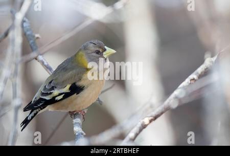 Abendgrosbeak (Hesperiphona vespertina, Coccothraustes vespertinus), weiblich auf einem Zweig sitzend, Kanada, Ontario, Algonquin Provincial Park Stockfoto