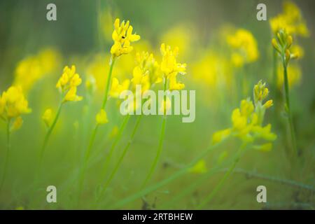 Geflügelter Besen (Chamaespartium sagittale, Genista sagittalis), blühend, Deutschland, Nordrhein-Westfalen, Eifel Stockfoto