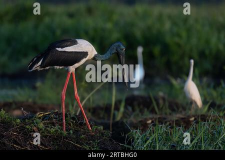 Ein weiblicher Schwarzhalsstorch am frühen Morgen. Northern Territory, Australien. Stockfoto