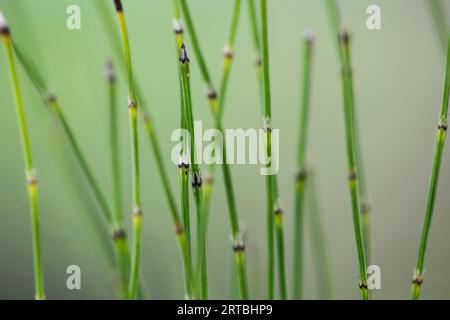 Zwerg-Scheuerruder, Sedge-like horsetail (Equisetum scirpoides), Sprouts, Niederlande, Gelderland Stockfoto