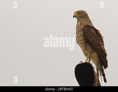 Falke am Straßenrand (Buteo magnirostris), unreife Vögel auf einem Aussichtspunkt, Seitenansicht, USA Stockfoto