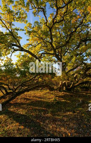 Sonnenuntergang über dem Steppenheidenwald auf dem Hohcher Berg bei Gössenheim und Karsbach im Naturschutzgebiet Homburg Ruinen, Niederfrankien, Franken Stockfoto