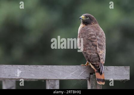 Falke am Straßenrand, gebördelter Honigbussard (Buteo magnirostris, Rupornis magnirostris), unreif auf einem Zaun, USA Stockfoto