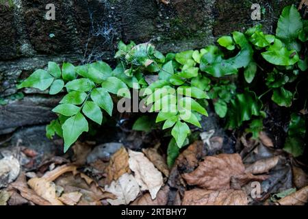 Asiatischer Netvein Hollyfern, asiatischer Netvein Holly Farn, Fortune's Holly Fern (Cyrtomium fortunei), Fronds, Niederlande, Südholland Stockfoto