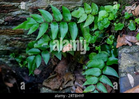 Asiatischer Netvein Hollyfern, asiatischer Netvein Holly Farn, Fortune's Holly Fern (Cyrtomium fortunei), Fronds, Niederlande, Südholland Stockfoto