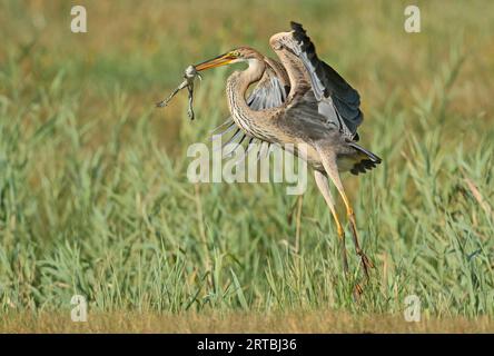 Purpurreiher (Ardea purpurea), Jungfische fangen einen Frosch und fliegen weg, Niederlande, Nordholland Stockfoto