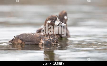 harlequinente (Histrionicus histrionicus), Erwachsene schwimmende Frau, USA Stockfoto