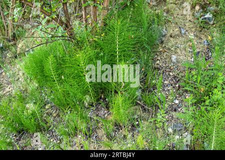 Großer Schachtelhalm, nördlicher Riesenschachtelhalm (Equisetum telmateia, Equisetum telmateja, Equisetum Maximum), Gruppe, Niederlande Stockfoto