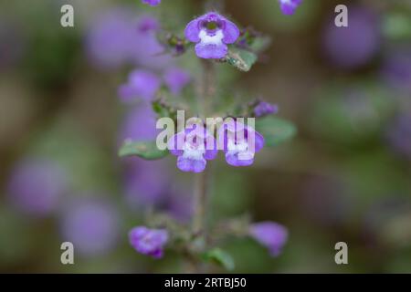 Springsavory, Basilikum Thymian (Acinos arvensis, Clinopodium acinos), Blooming, Niederlande Stockfoto