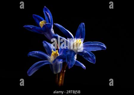 Weniger glorreicher Schnee (Chionodoxa sardensis, Scilla sardensis), Blumen vor schwarzem Hintergrund Stockfoto