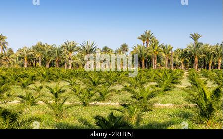 Dattelpalme (Phoenix dactylifera), Jungpalmenplantage, Spanien, Valencia, Crevillent Stockfoto