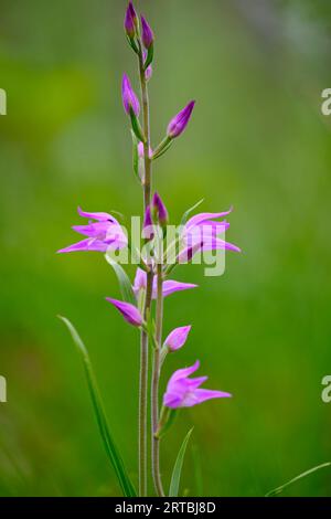 Roter Waldvogel, violetter Waldvogel, Cephalanthera rubra Stockfoto