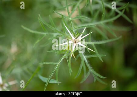 Caltrops, lila Sterndistel, lila Sterndistel, rote Sterndistel, ungewöhnliche Sterndistel, Sterndistel (Centaurea calcitrapa), Knospe, Niederlande, Stockfoto