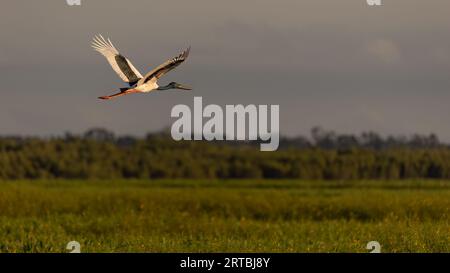 Ein Schwarzhalsstorch fliegt über ein Feuchtgebiet des Northern Territory. Stockfoto