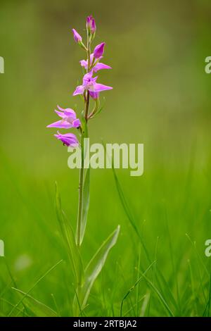 Roter Waldvogel, violetter Waldvogel, Cephalanthera rubra Stockfoto