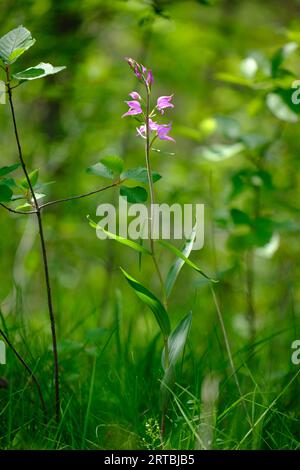 Roter Waldvogel, violetter Waldvogel, Cephalanthera rubra Stockfoto